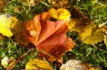 /album/kattas-blandade/host-3-jpg/